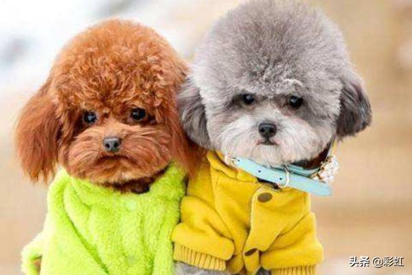 泰迪犬怎么养:泰迪犬怕不怕冷？怎么养？