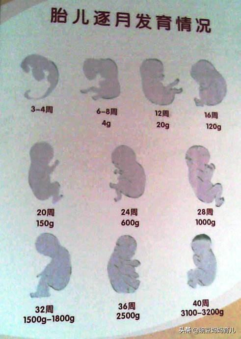 妊娠12周之前的新生命，称为“胚胎”还是“胎儿”？如何划分？