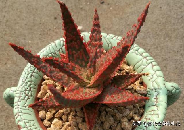 中国芦荟的图片大全集:新移栽芦荟怎么判断成活？