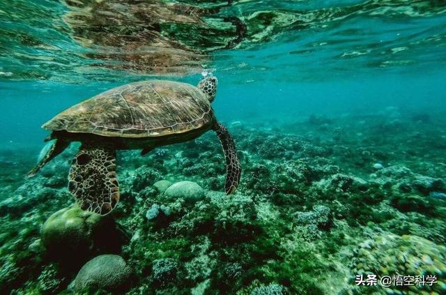 灭绝的动物大象鸟:地球生物种群不断灭绝，该如何处理解决这个问题？