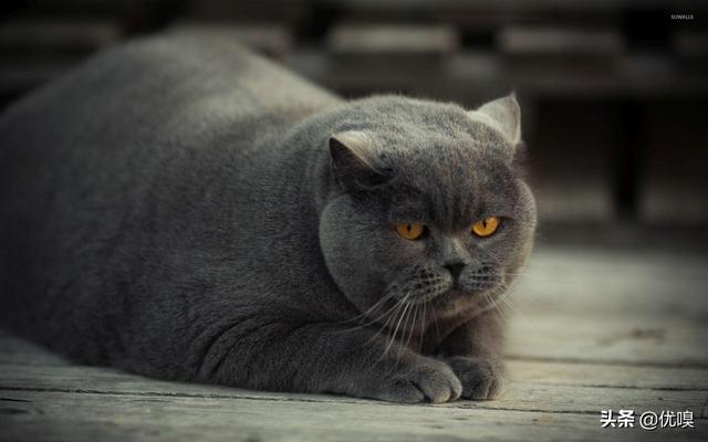 怎样帮猫减肥:猫咪会不会意识到自己很胖需要减肥呢？