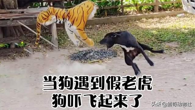 罗德西亚脊背犬的共同交流:为什么有些狗狗一闻到老虎的气味就吓跑了？