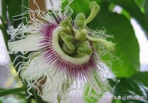 无花果的花,无花果为什么有果但却无花呢？