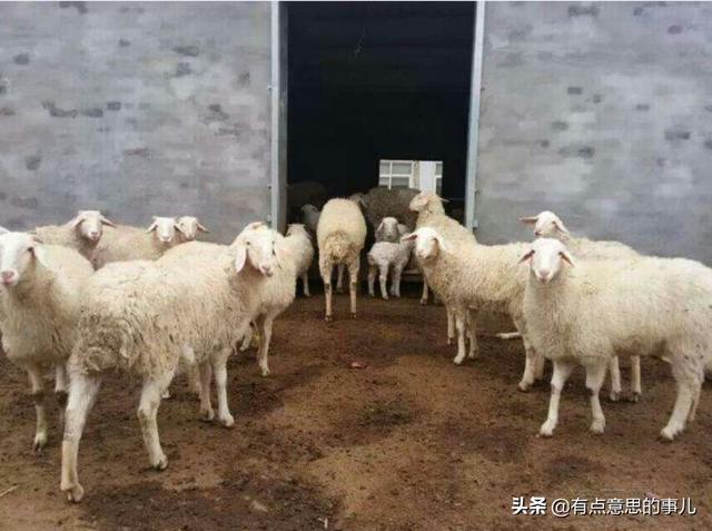 小古牧犬价格:想养50只小尾寒羊，大约需要投入多少成本？