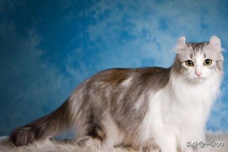 加拿大无毛猫壁纸:过敏性鼻炎，适合养什么猫，真的养不了任何猫吗？
