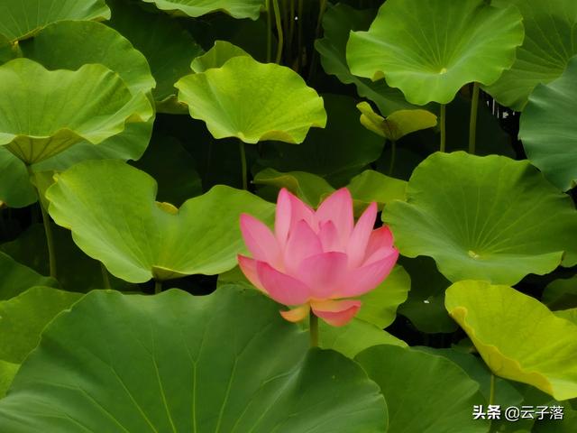 陆逊的老婆:刘备妻子孙尚香，回到东吴后，竟然再婚嫁人生子，是否真有此事？