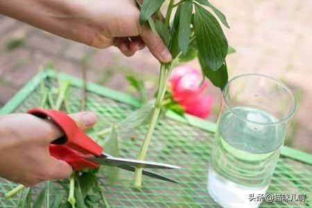 花店买的玫瑰花如何保鲜:从花店买回来的玫瑰花可以扦插成活吗？该怎么做？