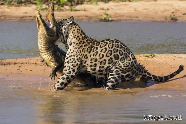 中美貘:为什么美洲豹捕食的猎物还大于虎？