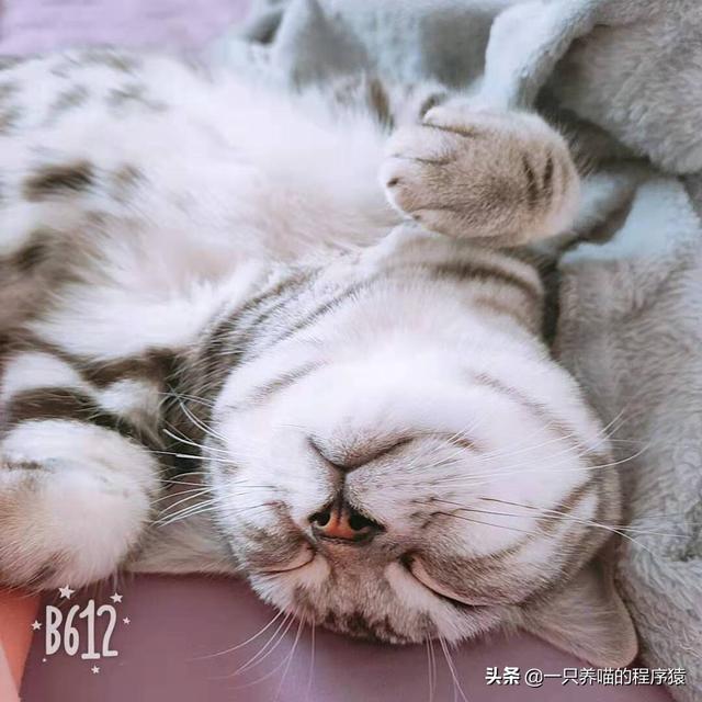 黑猫用尾巴来撒娇:黑猫用尾巴来撒娇漫画全集免费 当猫咪跟你撒娇时，你的心情是怎样的？