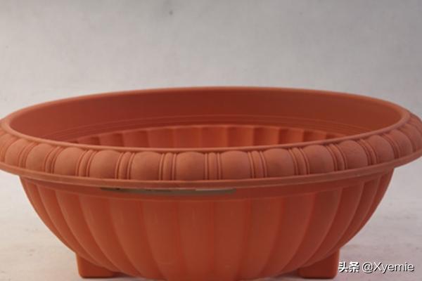千佛手:像是佛祖无数的手，多肉千佛手如何养殖？