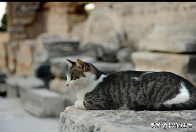 猫传腹真的没法救活吗，猫传腹是猫的什么病，真的像兽医说的那样无药可治吗