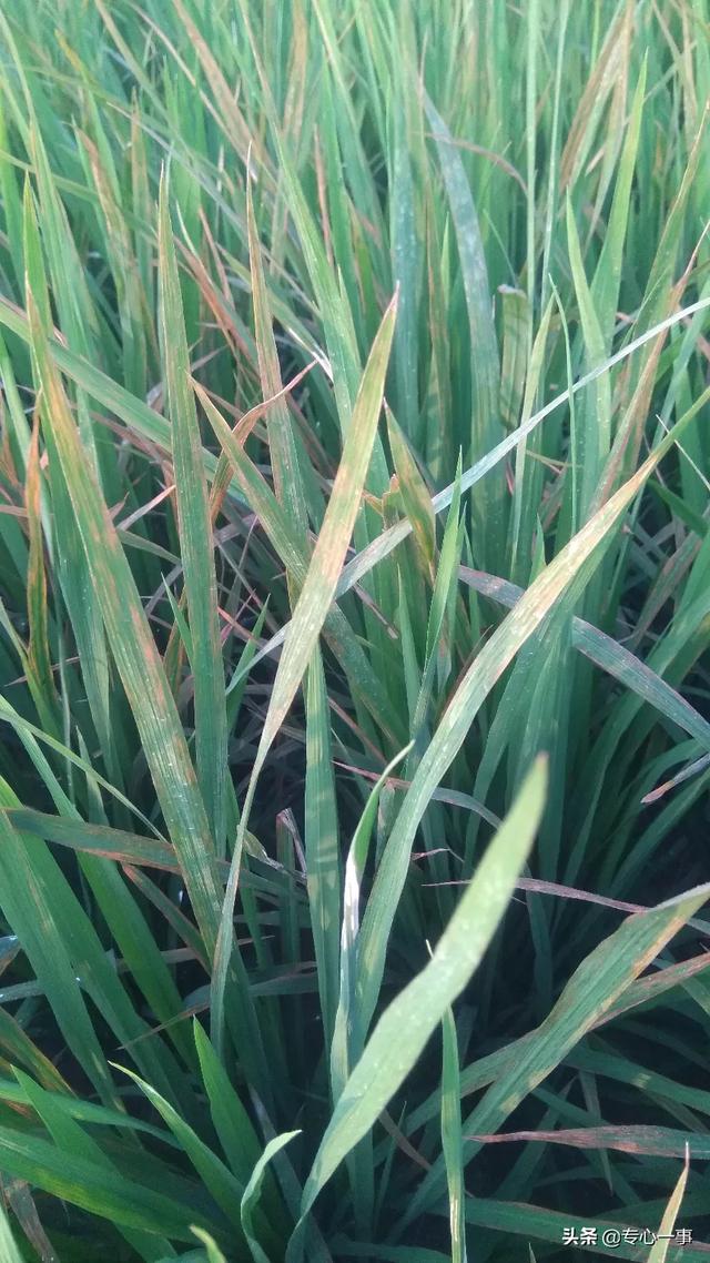 头条问答 - 水稻病大面积枯萎怎么办?(17个回答)