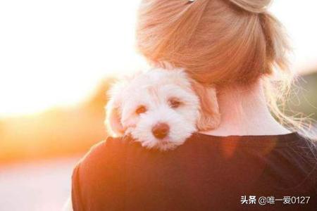 泰迪狗:第一次养狗，为什么很多人都会推荐泰迪犬？有什么优点吗？