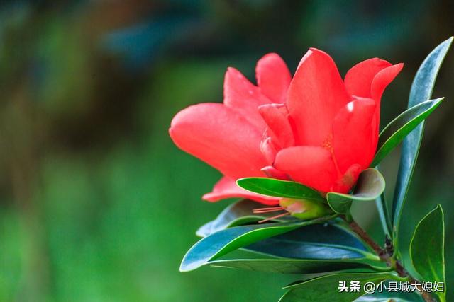 网上买的杜鹃花有毒吗:网上买的杜鹃花怎么栽 杜鹃花真的有毒吗？室内到底该不该种植杜鹃花？