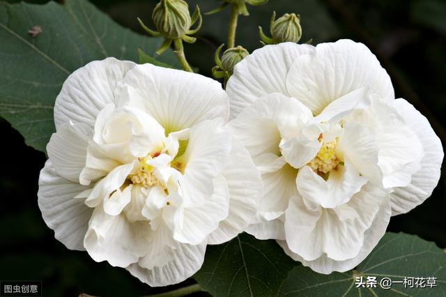 头条问答 芙蓉花打包 但不能开花 花苞就枯萎 怎么回事 9个回答