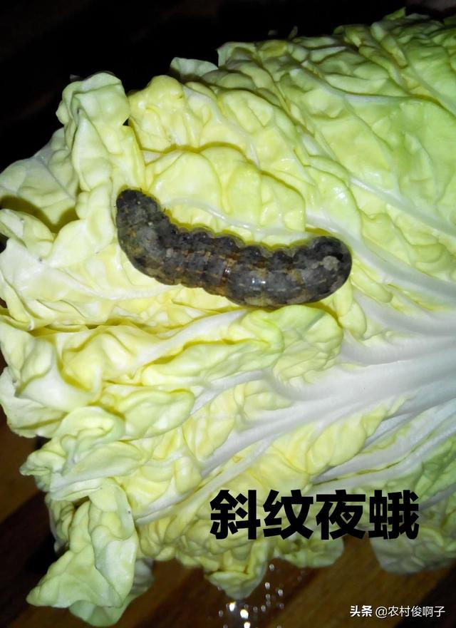 大白菜快长大了,有虫子吃菜心了可以打药吗?