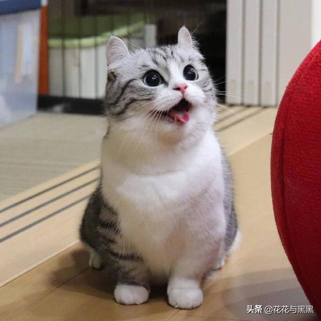 猫救主人:猫咪一整天时不时得喵喵喵对着主人叫，想干啥？