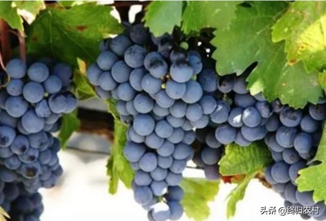 88牌赤霞珠红葡萄酒，赤霞珠被称为葡萄中“明星”，市场价一斤40元，农民该如何种植