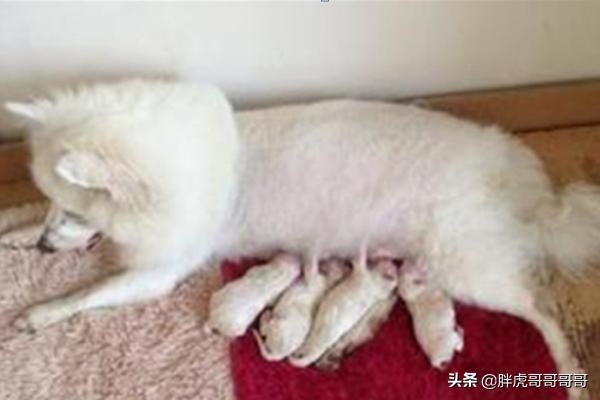 巴哥狗狗分娩视频:宠物狗生狗宝宝时主人应该做些什么？