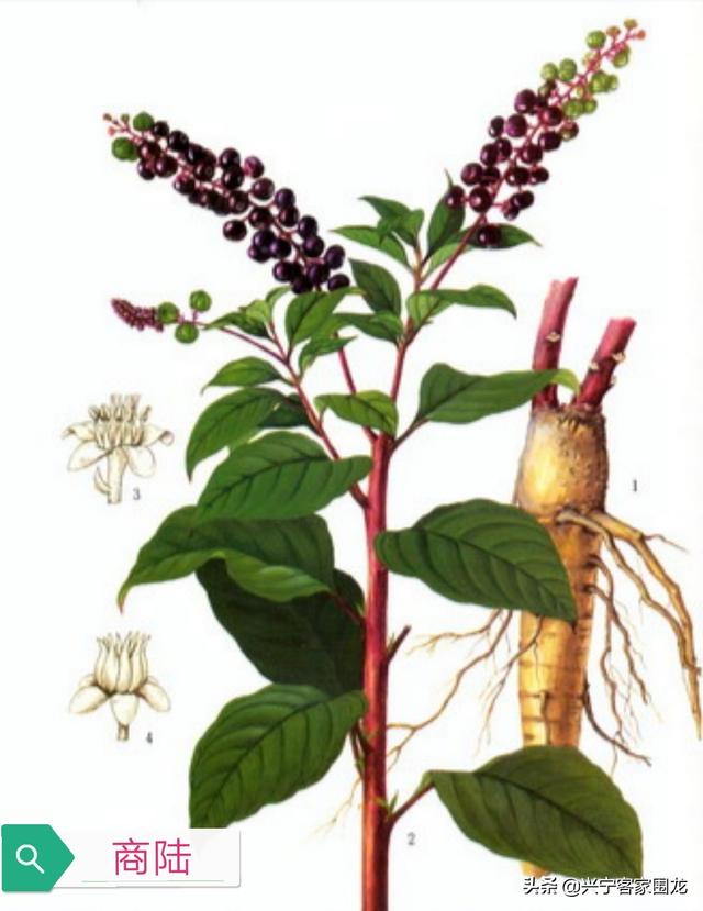 头条问答 - 农村野外生长的"山萝卜",现在一斤卖到几十块,这是为啥呢?