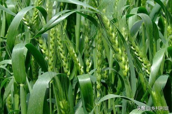 小麦最佳播种时间是什么时候，进入10月了，种植小麦什么时候最合适有啥说道吗