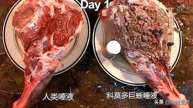 爬行动物蜥蜴有毒吗:如果人被科莫多巨蜥咬伤了，会不会死？为何？