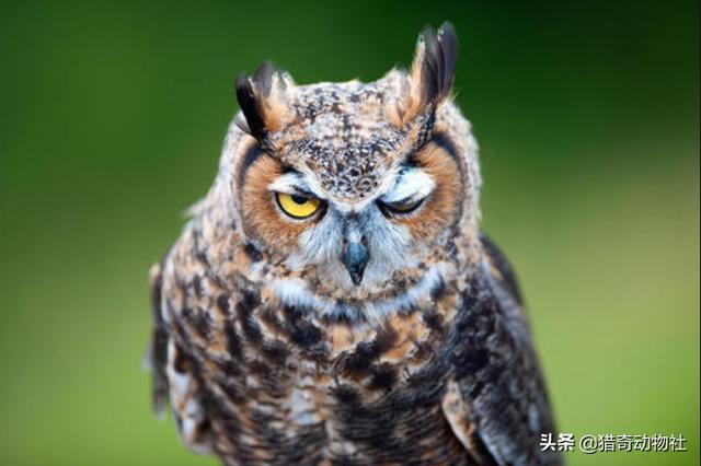 猫头鹰的生活习性:为什么猫头鹰总是闭一只眼？