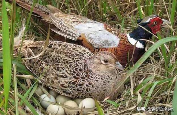 东莞宠物用品厂家黄页:有没有专注旅游的APP推荐？ 东莞宠物用品包装袋生产厂家