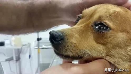 地震后的狗狗:在农村晚上明明没人打狗，为何狗狗却哭的很伤心？