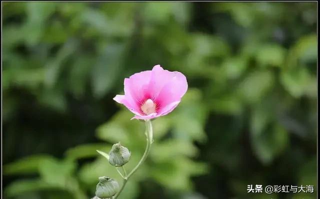 非你莫属郭杰事件:《围城》中的主人公方鸿渐，他如果生活在当今时代，结果会怎样
