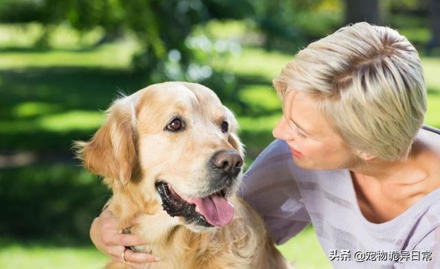 狗狗为什么喜欢互相闻屁股:金毛犬为什么看见其他狗趴在地上，闻它屁股？