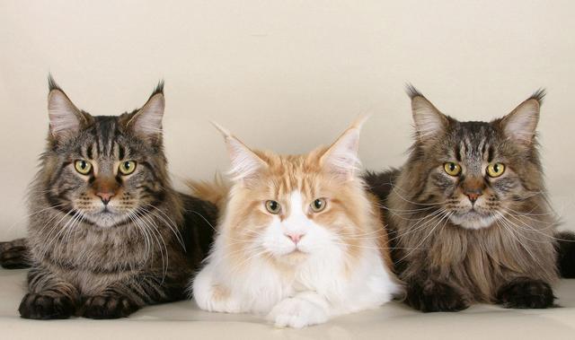 狸花猫:你知道哪些关于狸花猫的冷知识？