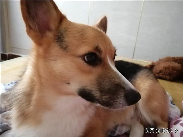 狗民商城:拉布拉多吃什么食物不掉毛？