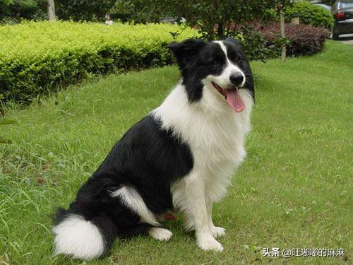 恐怖狗狗系列:什么狗狗，对于很多人来讲非常“可怕”，养了之后会崩溃呢？ 恐怖狗狗 电影