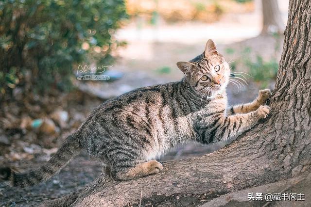 中国狸花猫简笔画:黄狸猫打的过国外的猫吗？为什么？