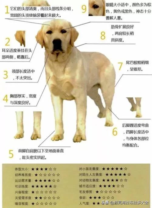 纯种拉布拉多犬图片:纯种拉布拉多犬什么颜色好？ 纯种拉布拉多犬特征