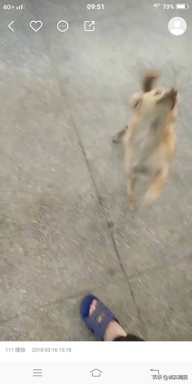 救助犬最后的遗言:有些流浪狗救助站呼吁捐狗粮，你认为捐狗粮应该吗？