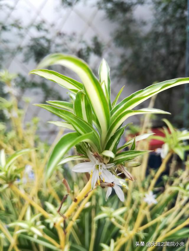 花卉图片大全吊竹梅:倒挂金钟出花苞就干是什么原因？该怎么办？