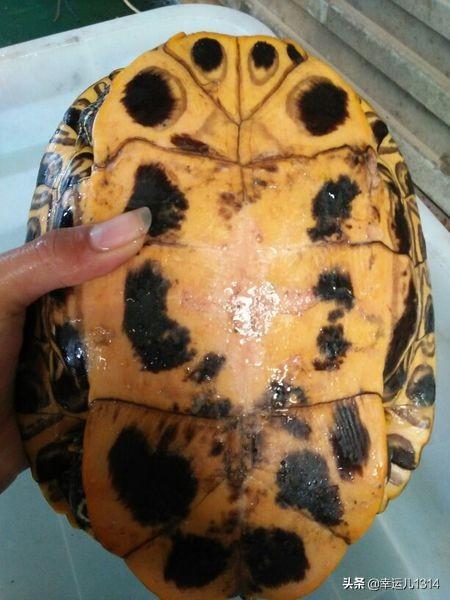 弱小巴西龟的饲养:怎么养巴西龟？如何正确饲养巴西龟更健康？ 巴西龟饲养方法