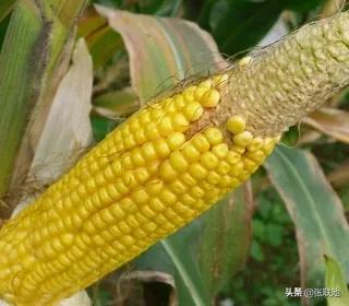 玉米穗颗粒不饱满或缺粒是什么原因引起的如何进行防治