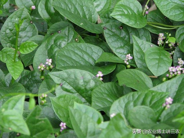 头条问答 落葵是什么蔬菜 在种植时 叶片出现许多紫褐色斑点是什么原因 农民子弟王博的回答 0赞