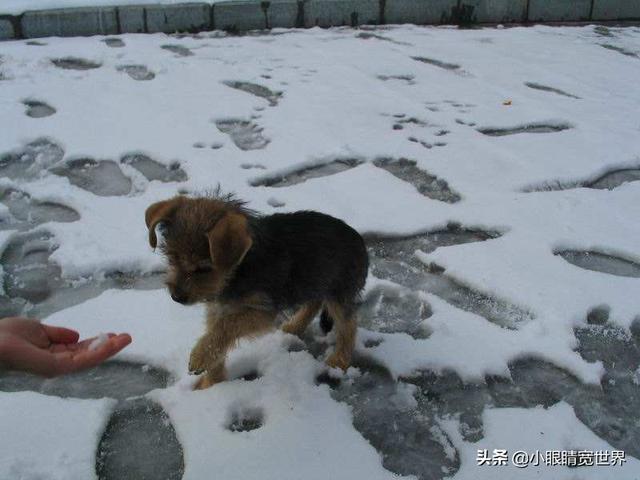 爱尔兰猎狼犬吧:东北那么冷，流浪狗是如何度过冬天的呢？