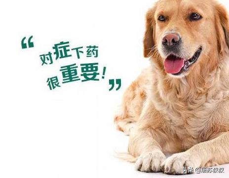 蝴蝶犬幼犬怎么驱虫:狗狗多大可以进行体内和体外驱虫？