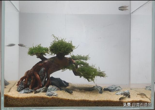 为水族箱布景的正确步骤:简单易懂的水族箱布景 造景小白，小鱼缸应该怎么布景？