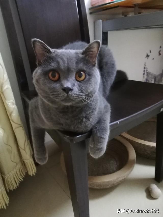 有没有人养着英短蓝猫的你们家猫性格好不好啊