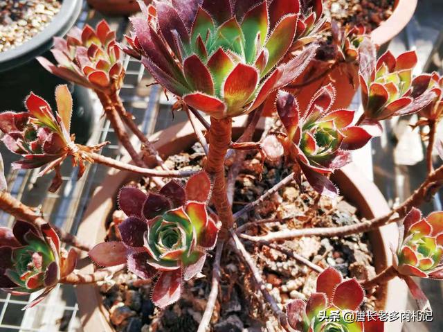 大家好。秋天到了,您的多肉变美了吗？都是什么品种,一起分享吧？