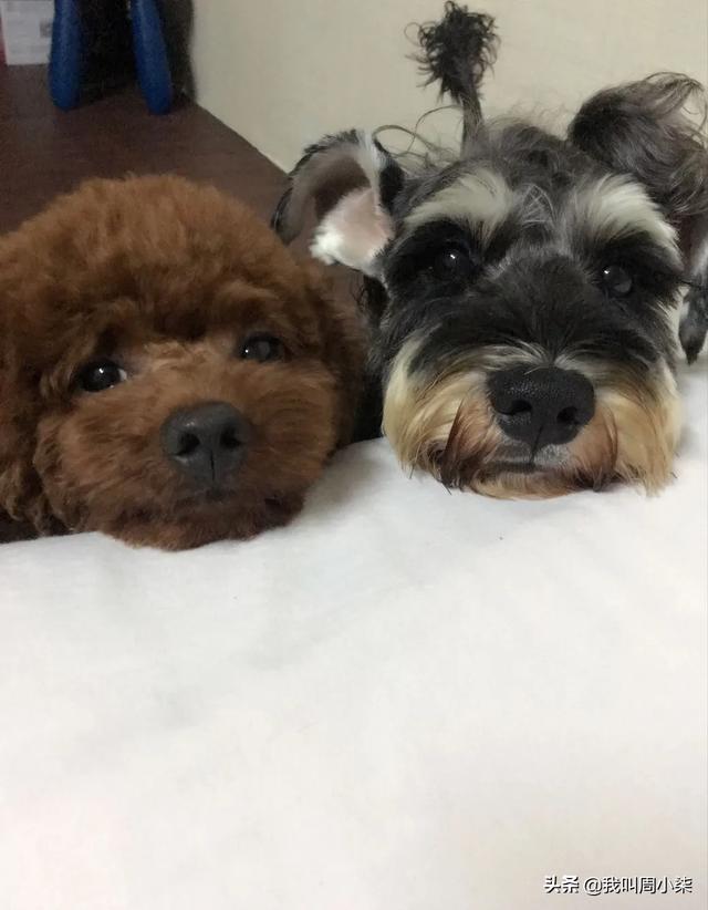阿拉斯加犬与哈士奇哪个好养:养狗的话萨摩、哈士奇、金毛养哪个比较好呢？从小养？
