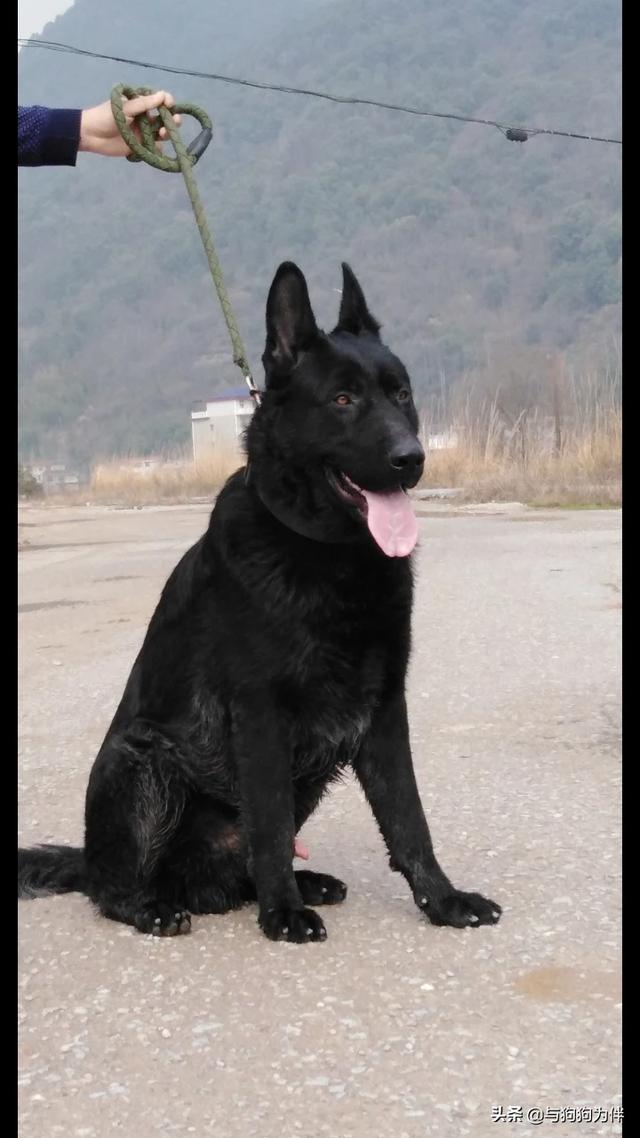 隐睾症图片 真实:小儿隐睾症的真实图片 城市宠物狗的生活是否符合犬类的习性，给宠物狗绝育是否人道？