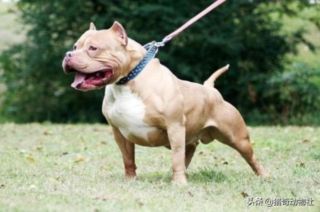 猎犬野狼实战:比特犬打的过非洲野犬吗？