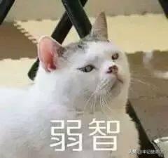 猫咪日常表情包动图:猫咪nonono表情包动图 为什么一个男生总是爱发小猫的表情包？